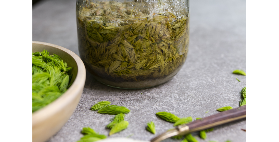 Cough Syrup from Pine Tips or Fir Tips